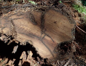 The fallen cedar 6m from the Cedar
