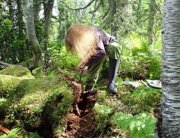 Taking core form the fallen cedar with incremental borer donated by Haglöf Sweden