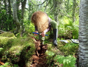 Taking core form the fallen cedar with incremental borer donated by Haglöf Sweden