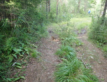 There is a little brown rabbit on the trail