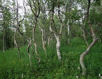 "Thin birch grove replaces firs." - Igor Dyatlov wrote on his last day alive.