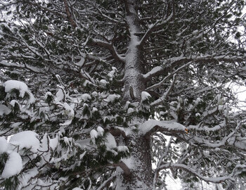 The Cedar where the bodies of Doroshenko and Krivonischenko were found.