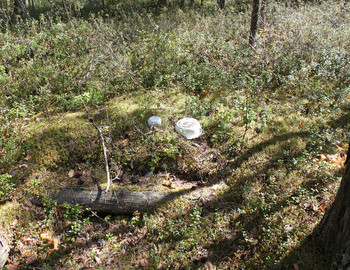 58. This grave, almost disappeared, equaled the forest cover. Only the dishes say that there is the grave of Mansi.