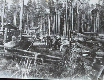 Deer brought from the Urals for meat