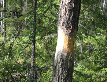 A circular cut of bark on a tree. This is how the Mansi prepare dry firewood for their camps