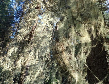 Trees covered with witch's hair (very much like mine, only the color is different)