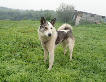 Ushma and dog Kutya ("kutya" - Masi, "волосатий" - Russian, "hairy" - English)