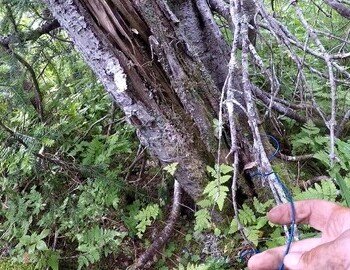 Olga found a blue wire under the damaged tree.