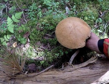 Olga collects mushrooms. In the evening there will be a delicious dinner.