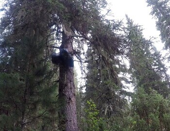 Someone's food supplies for the way back are hanging on a tree.