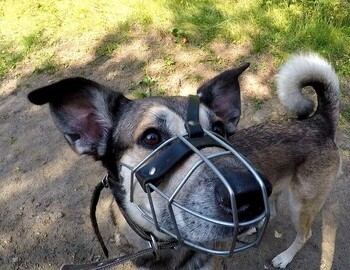 Тhe dog snuffed a rabbit. For this he was forced to wear a muzzle.