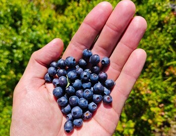 Blueberries, the favorite bear food, are covering the Dyatlov Pass