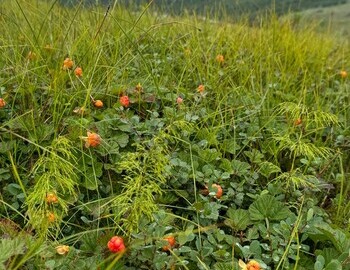 Cloudberries "moroshki"