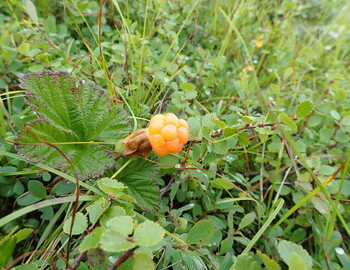 Cloudberries "moroshki"