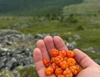 Cloudberries "moroshki"