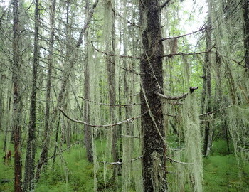 On the way to Kaska campsite, August 4, 2024