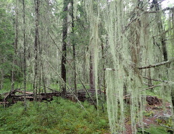 On the way to Kaska campsite, August 4, 2024