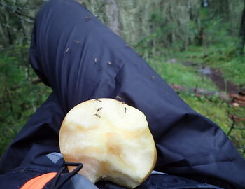 Sharing my apple with the mosquitos, on the way to Kaska campsite, August 4, 2024