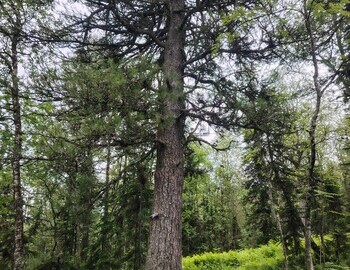The Cedar, photo by Ira Tolmatskaya