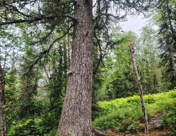 The Cedar, photo by Ira Tolmatskaya