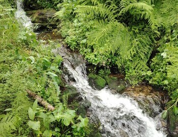 The creek by our camp, photo by Ira Tolmatskaya