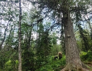 The Cedar, photo by Ira Tolmatskaya