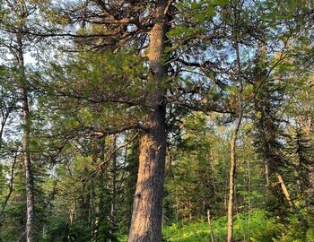 The Cedar, photo Nikolay Vakhranyov