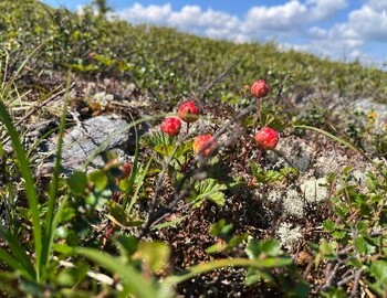 Cloudberries (Морожки), photo by Nikolay Vakhranyov