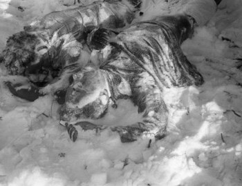 Doroshenko (face down) and Krivonischenko (face up) under the cedar tree, 27 Feb 1959