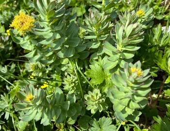 Golden root
