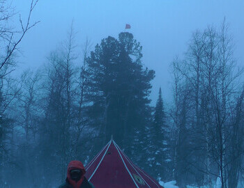 The red flag is on top of the Cedar. Winds is 11m/s or 25 mph (Weather.gov​). This wind can knock down old, rotten trees.