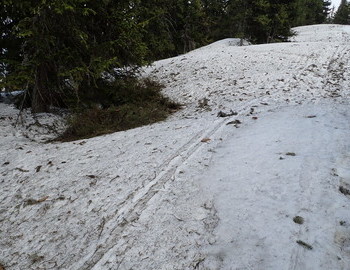 One month old ski tracks