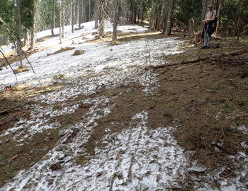 One month old ski tracks