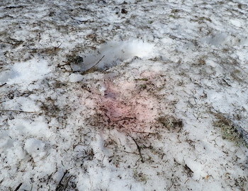 Pink snow thermophilic algae called "snow bloom"