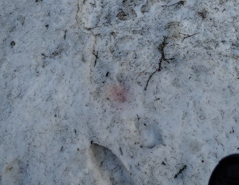Pink snow thermophilic algae called "snow bloom"