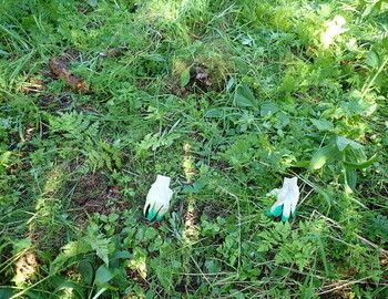 I have marked with the gloves where the missing piece of the dead cedar is.