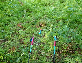 The poles mark where the missing piece of the dead cedar is. The spray can marks the trunk of the dead birch.