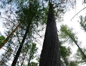 Tunguska Epicenter, photo Mark Boslough, 2008