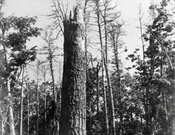 Leonid Kulik 1927, first expedition to Tunguska event