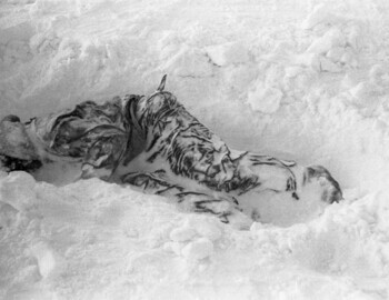 Zina Kolmogorova found 630 m from the cedar tree, 27 Feb 1959