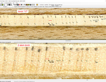 The two birches marked the rings for 1959