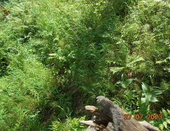 Riabina1 and dead cedar on the ground covered with grass, you can see the missing part 2023