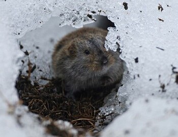 In winter lemmings live under the snow. "There is some evidence that brown lemmings are cannibalistic when food is scarce."