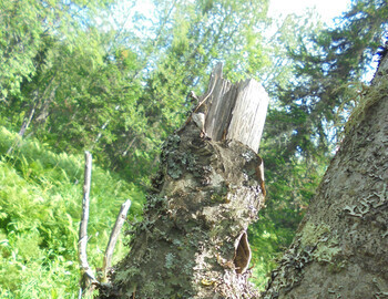 Riabina1 and the other tree possibly broken by the fallen cedar which is on the oposite site of the dead tree 2023